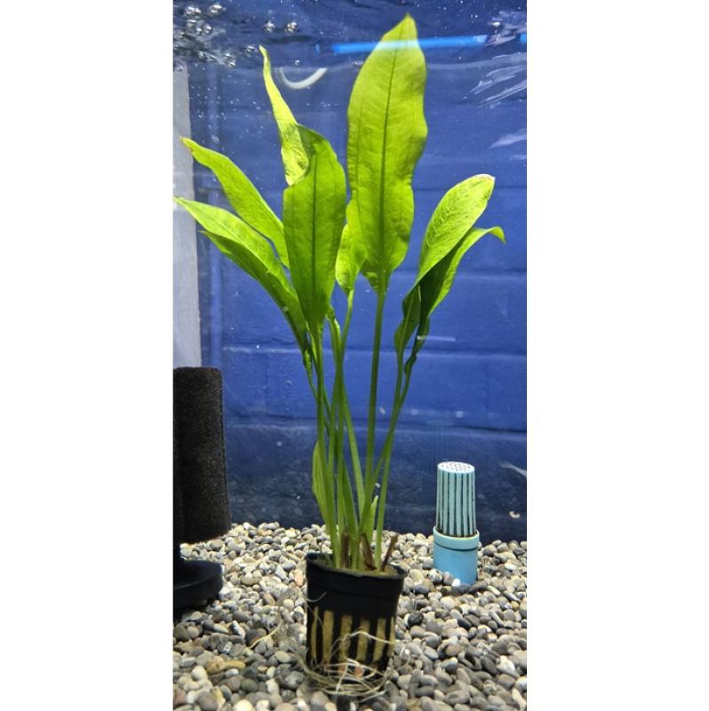 Echinodorus bleheri - Echinodorus bleheri