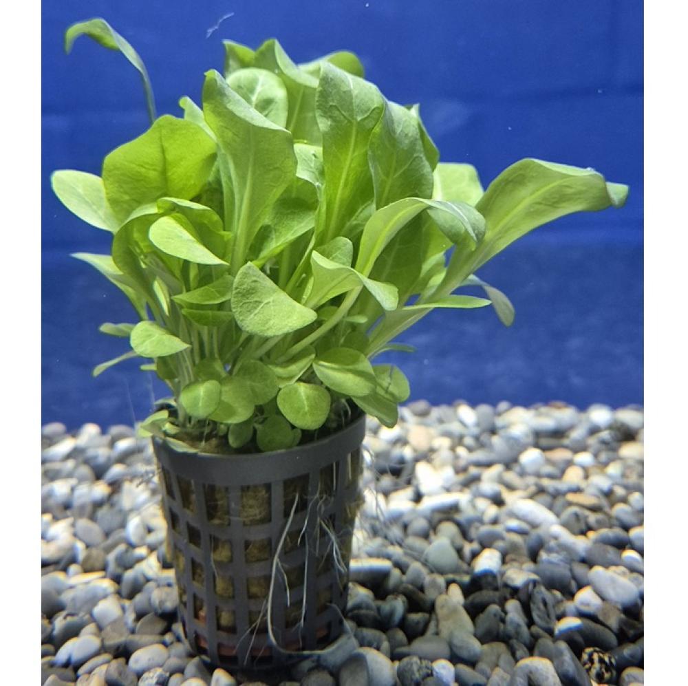 Samolus floribundus - Samolus floribundus