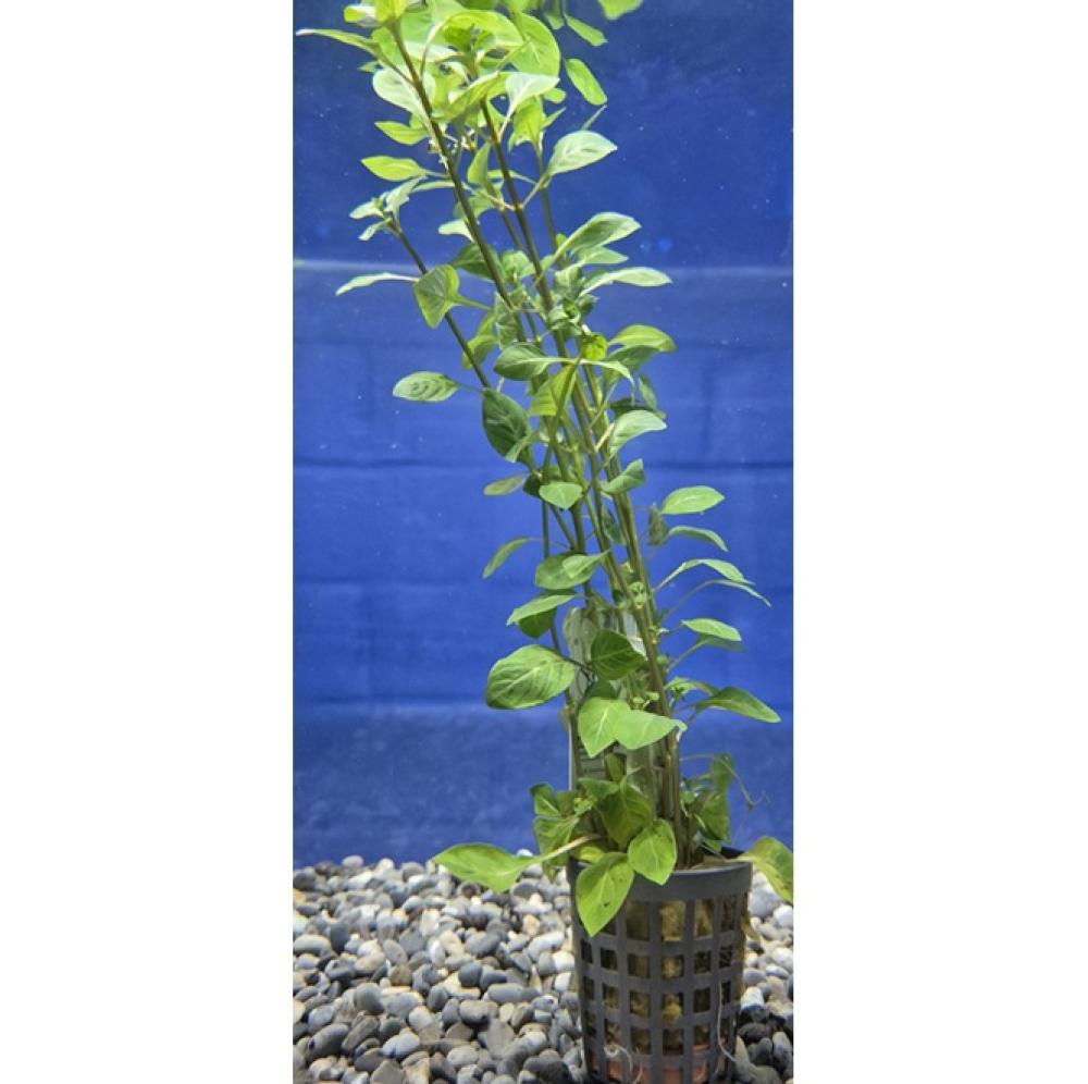 Ludwigia Palustris rood  - Ludwigia Palustris rood 