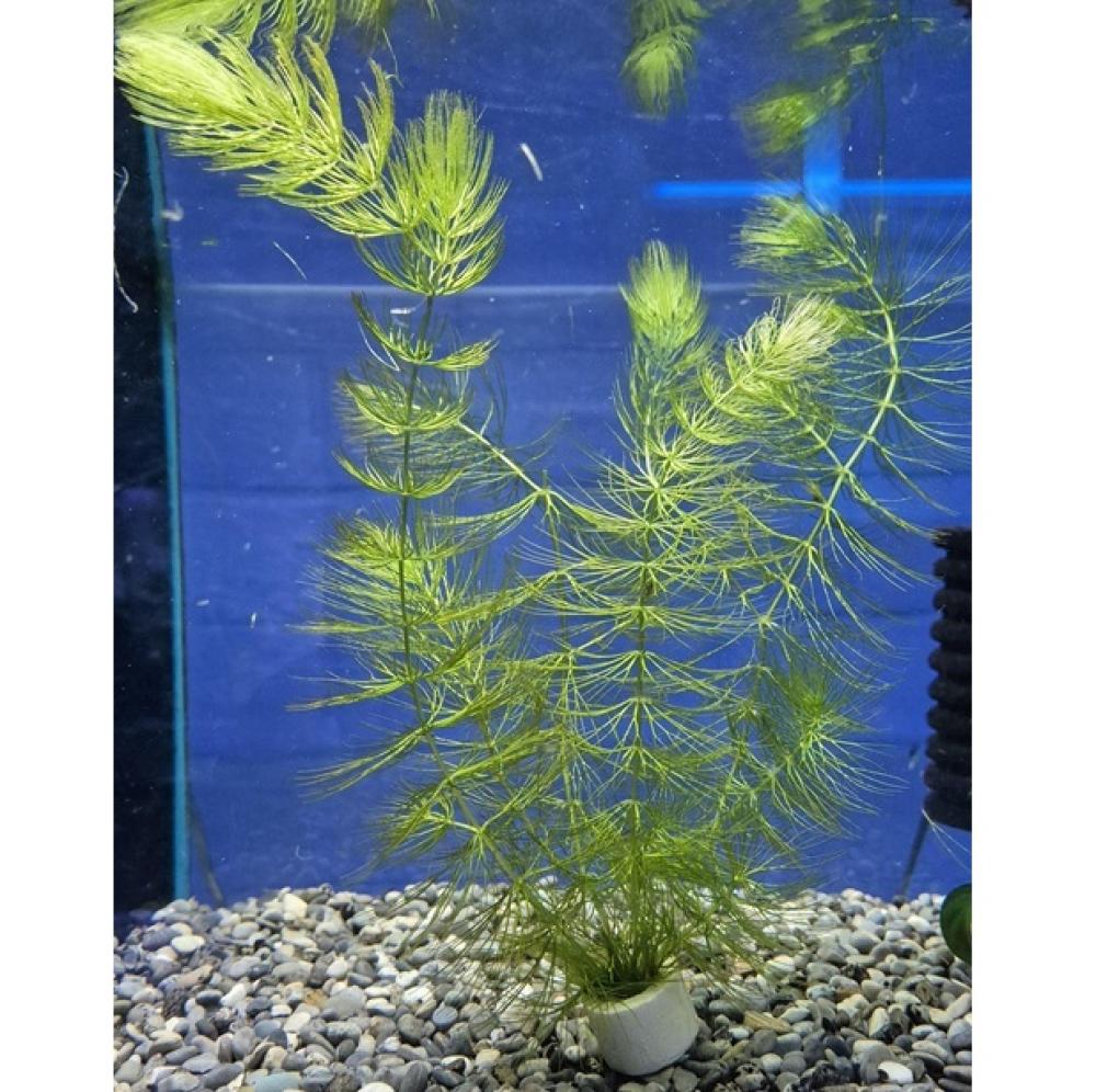 Ceratophyllum demersum - Ceratophyllum demersum