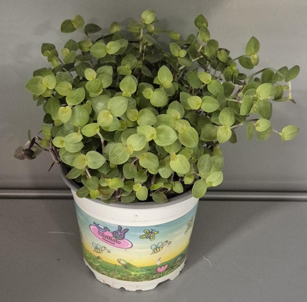 Callisia repens - Callisia repens