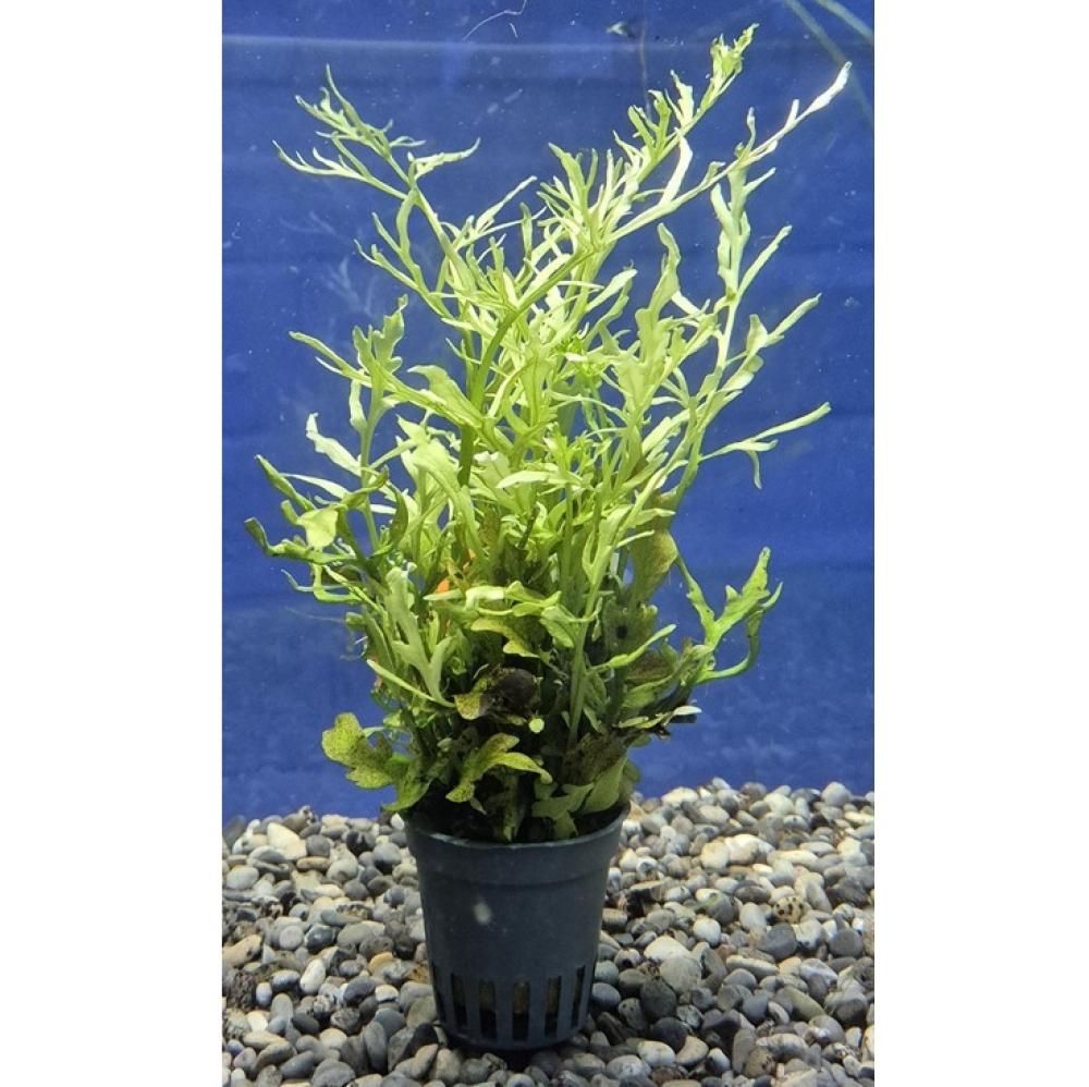 Ceratopteris cornuta - Ceratopteris cornuta