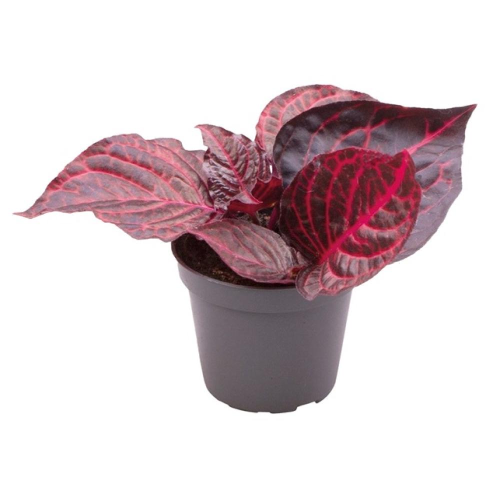 Terra plants - Terra plants