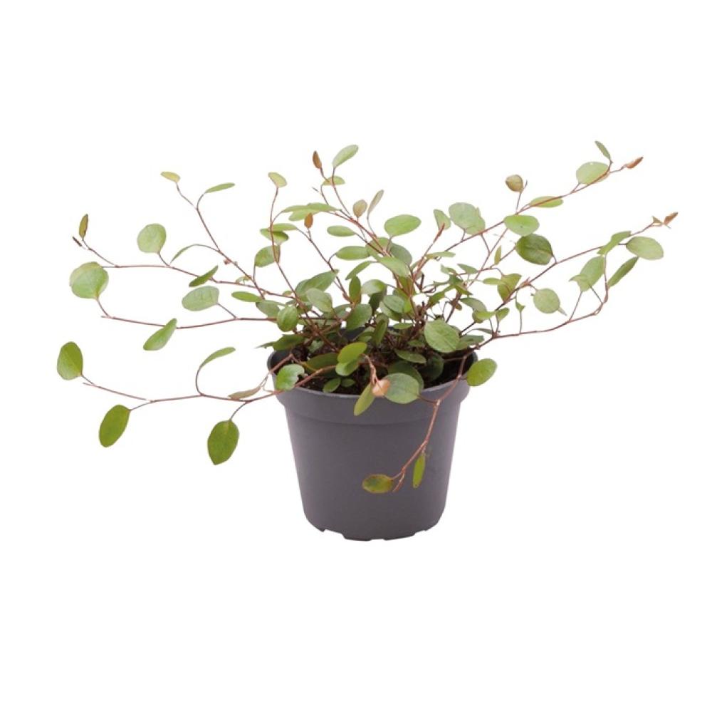 Terra plants - Terra plants