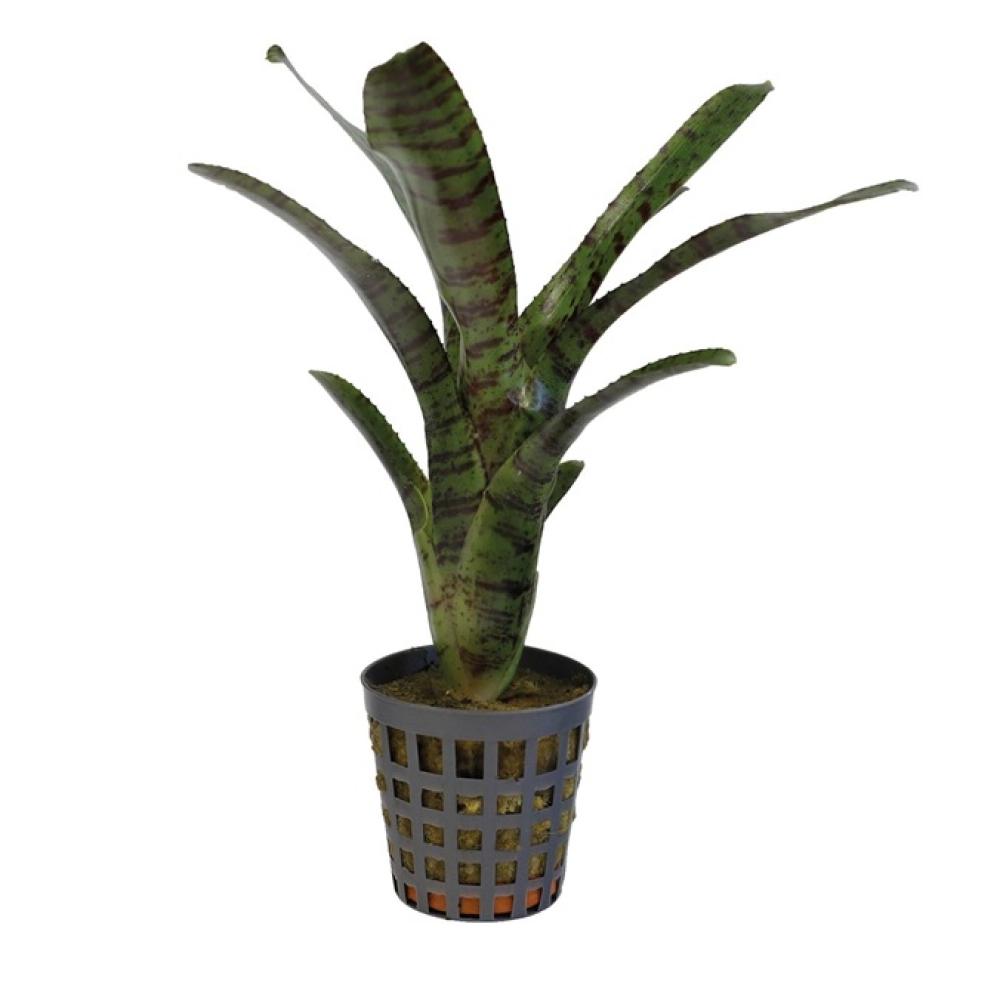 Terra plants - Terra plants