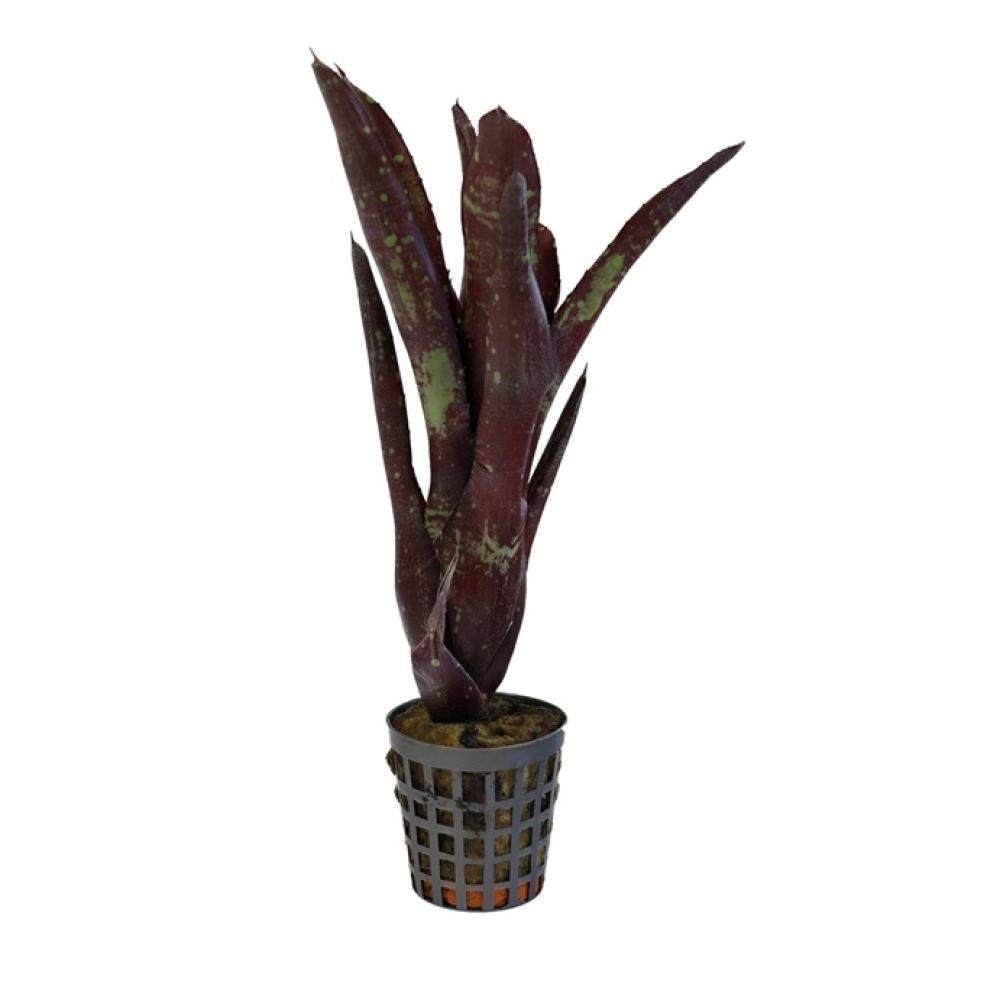 Terra plants - Terra plants