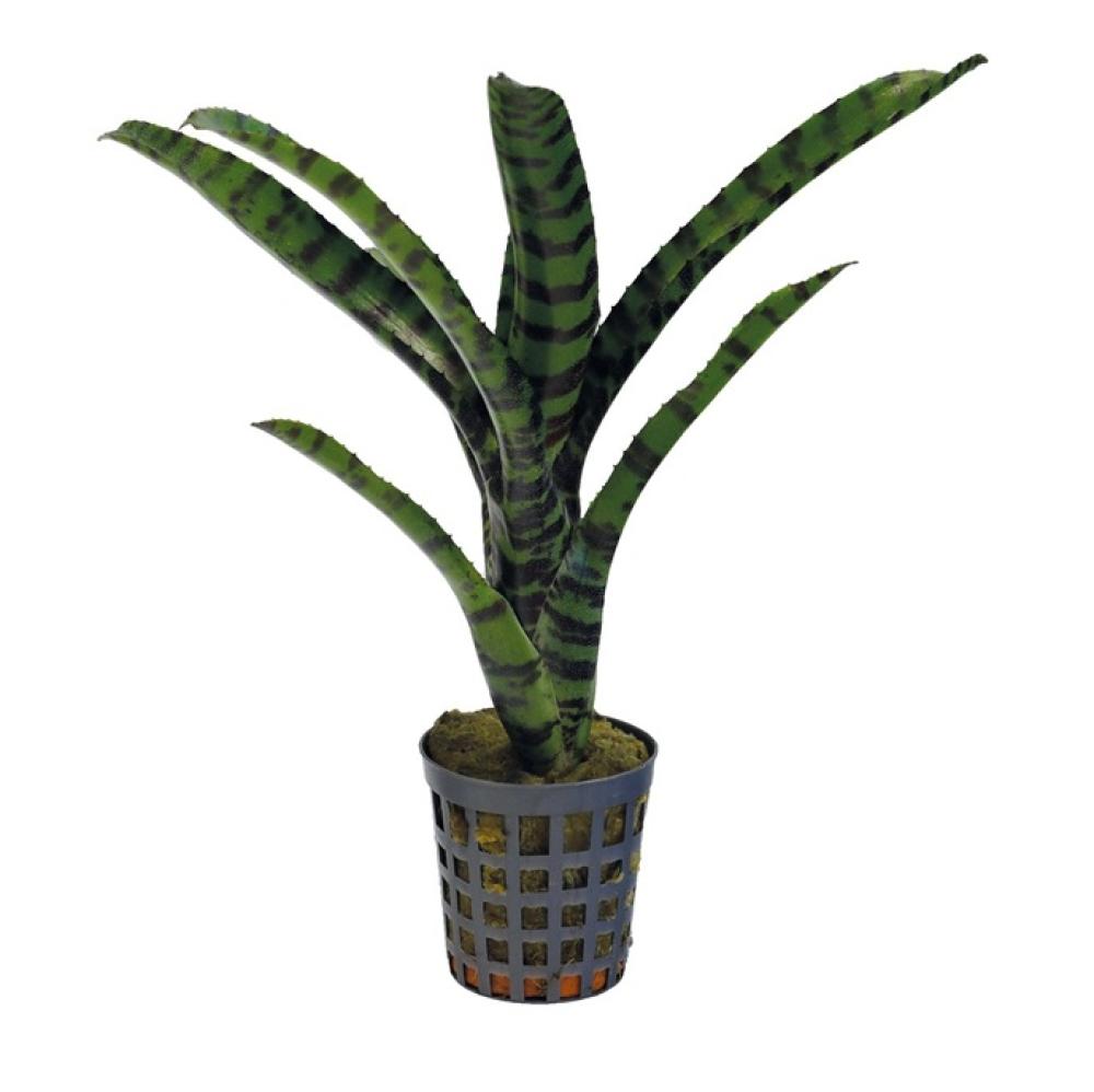 Terra plants - Terra plants