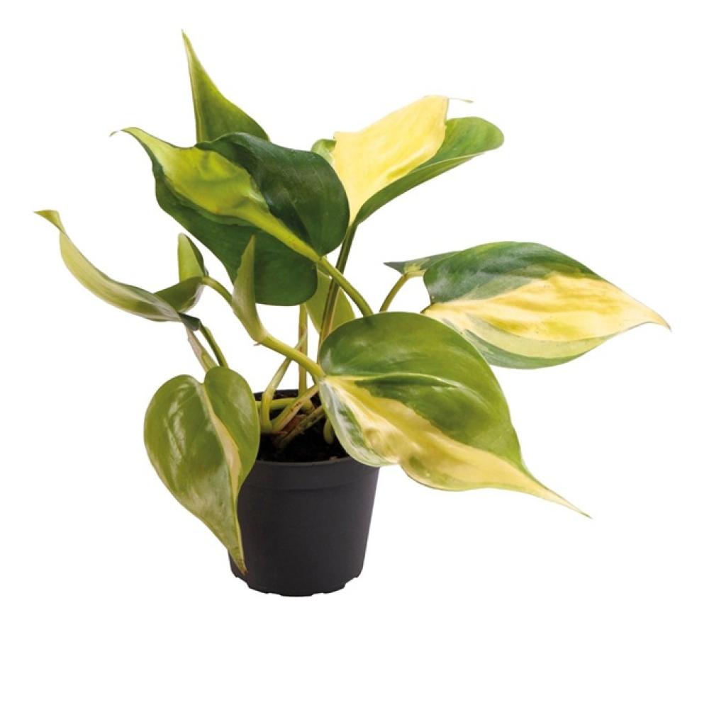 Terra plants - Terra plants