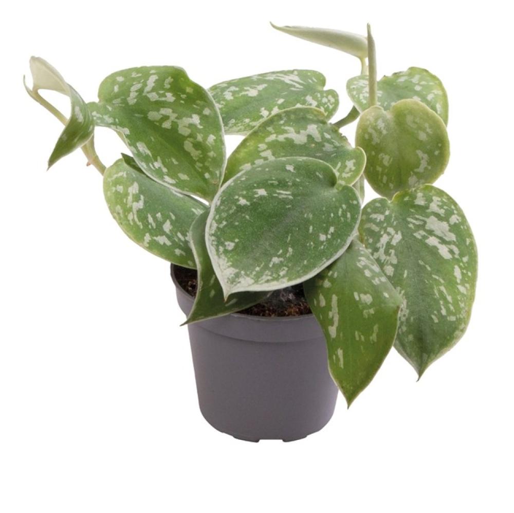 Terra plants - Terra plants