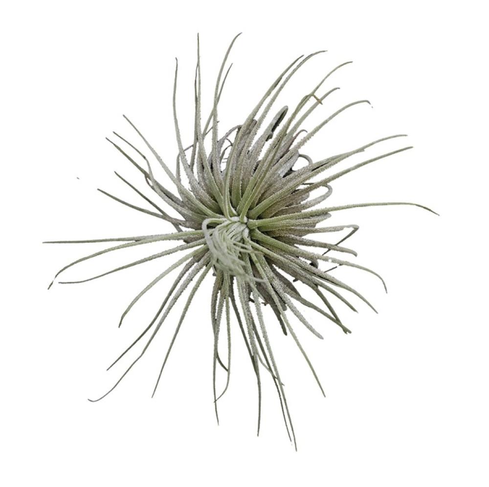 Terra plants - Terra plants