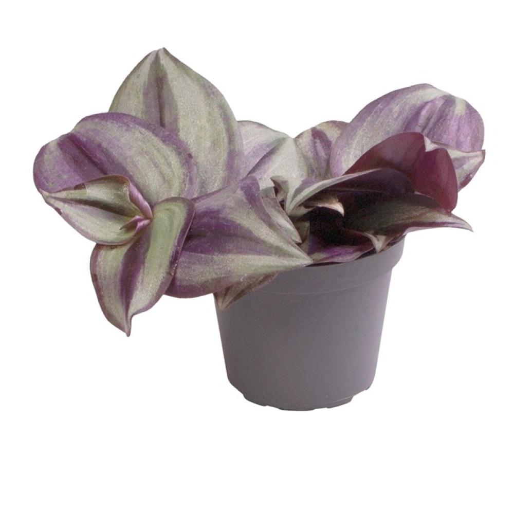 Terra plants - Terra plants