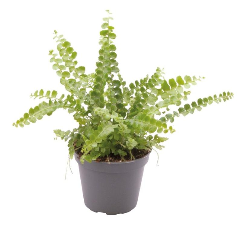 Terra plants - Terra plants