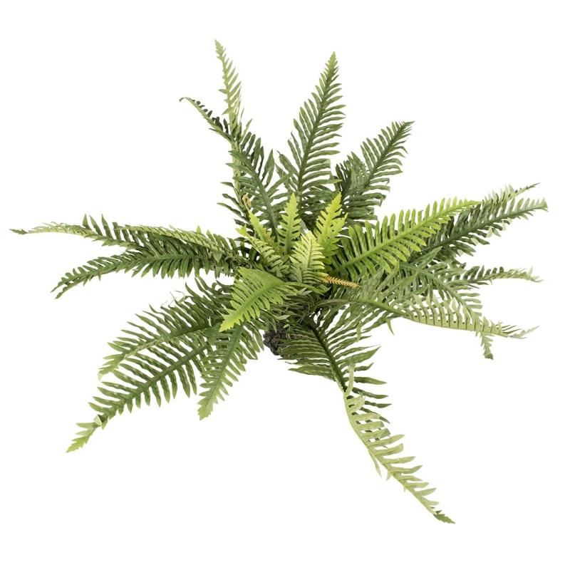 Plant Terra Della - Plant Terra Della