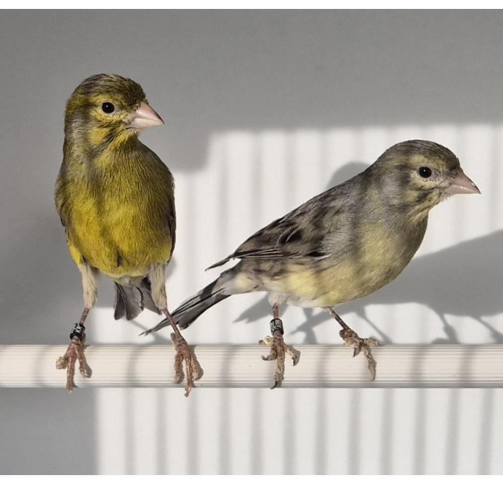 Raza Espagnola - Raza Espagnola