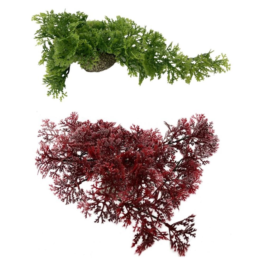 Aqua della Plant - Aqua della Plant